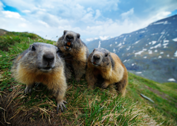 Marmotta