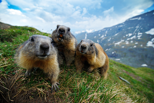 Marmotta