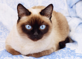 Gatto siamese