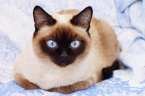 Gatto siamese