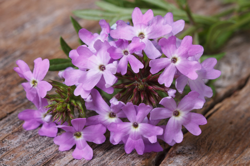 Verbena