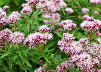 Valeriana