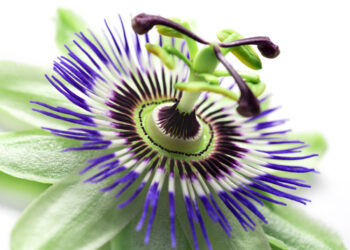 Passiflora