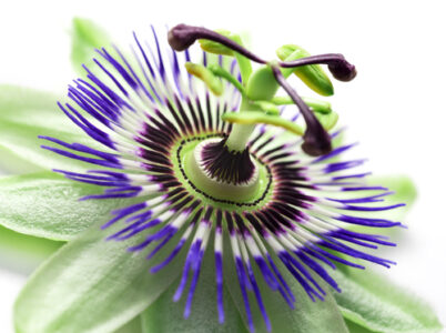 Passiflora
