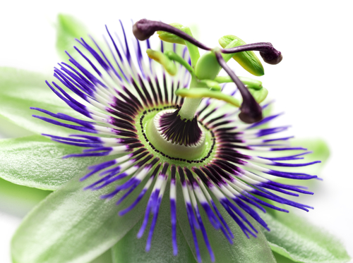 Passiflora