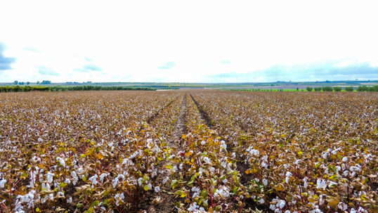 cotone bio