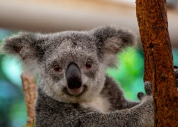 koala