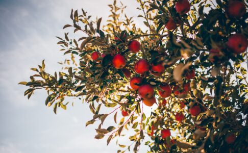 1 frutto su 4 perso 2021 Coldiretti