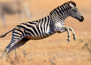 Zebre