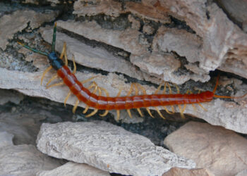 scolopendra