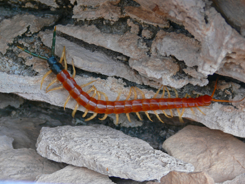 scolopendra