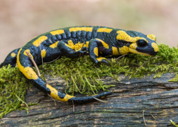 Salamandra