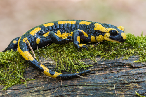 Salamandra