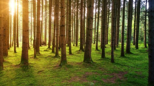 stop alla deforestazione