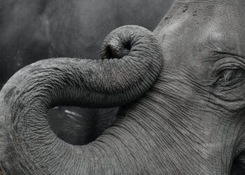 elefanti senza zanne