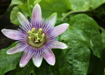 Passiflora