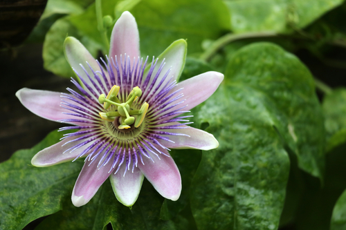 Passiflora