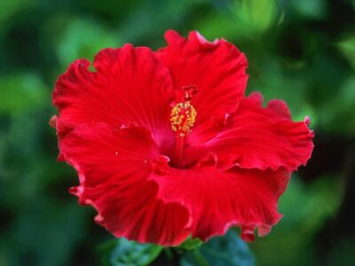 fiore d’ibisco