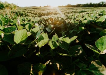 legame tra soia e deforestazione