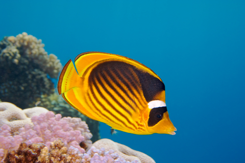 pesce farfalla