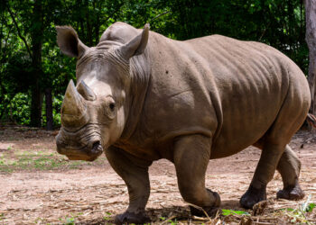 rinoceronte di Giava