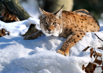 Lince