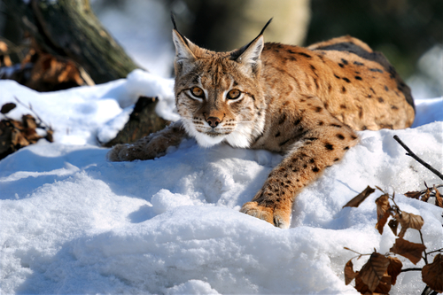 Lince