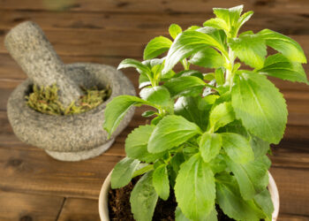 stevia