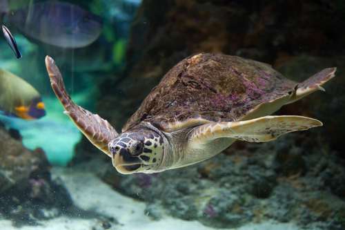 tartaruga caretta