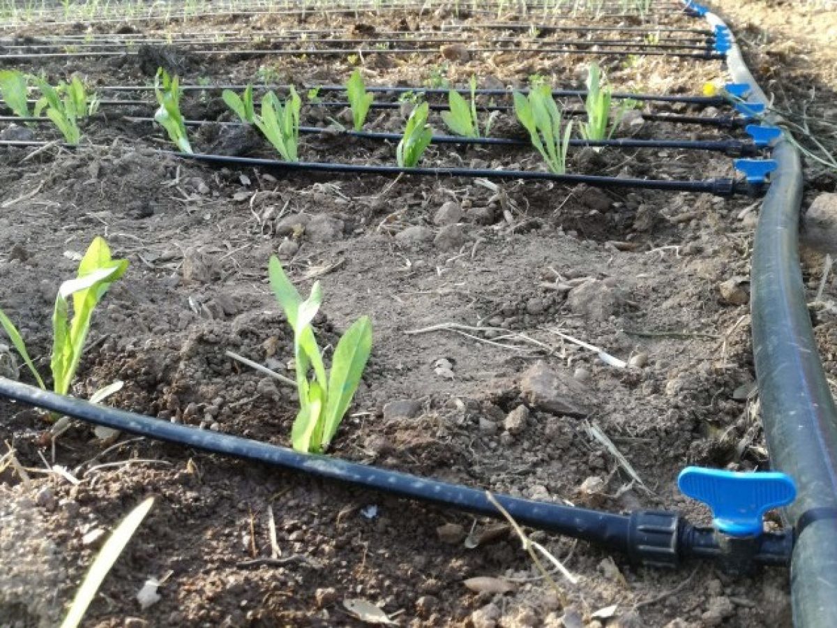 Tubo per irrigazione a goccia con gocciolatori