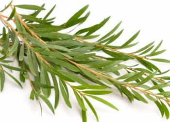 Tea tree oil