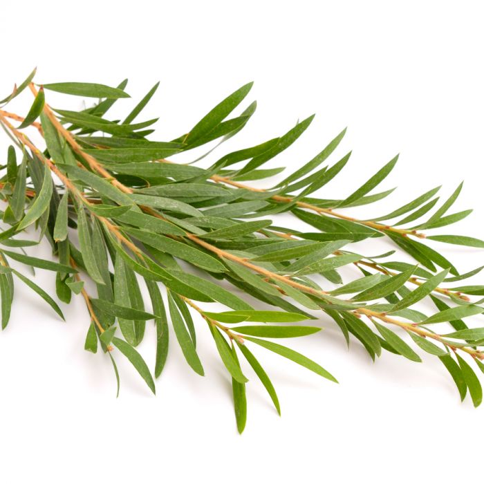 Tea tree oil