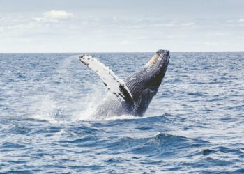 ripensare le rotte navali per salvare le balenottere azzurre