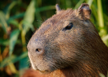 capibara