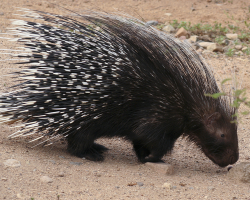 3496445-s-Porcospino-Crested-africano-Hystrix-cristata-.jpeg