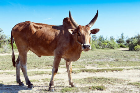zebù