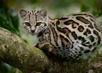 Ocelot