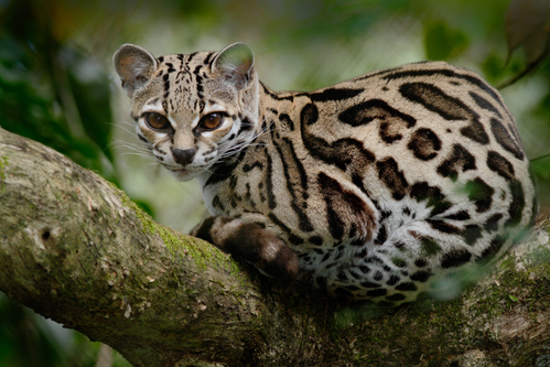 Ocelot