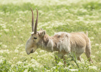 Antilope Saiga