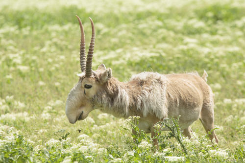 Antilope Saiga