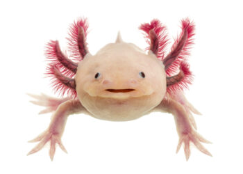 Axolotl