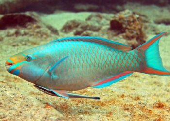 pesce pappagallo