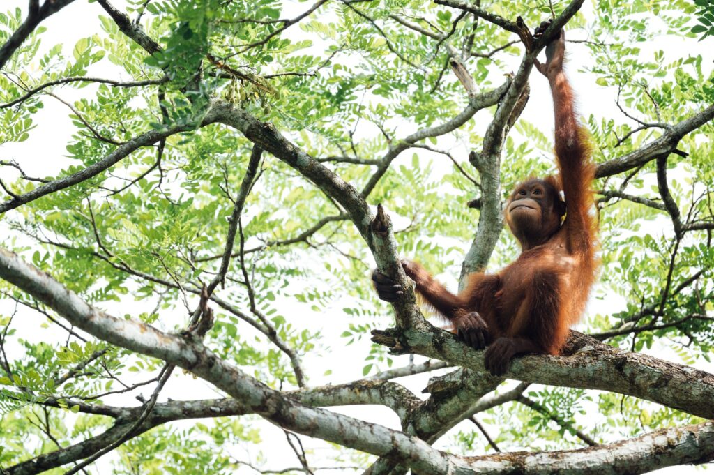 Dna animali in estinzione