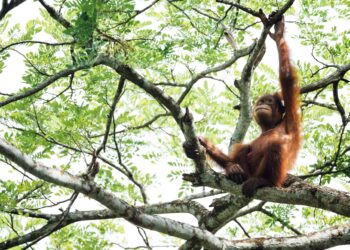 Dna animali in estinzione