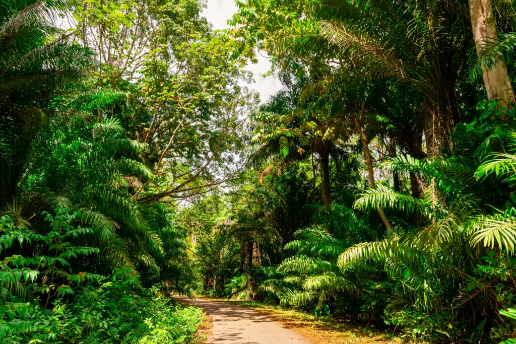 Foreste tropicali deforestazione