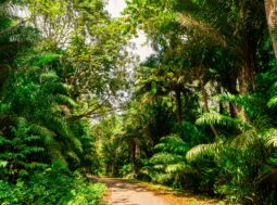 Foreste tropicali deforestazione
