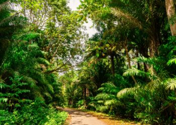 Foreste tropicali deforestazione