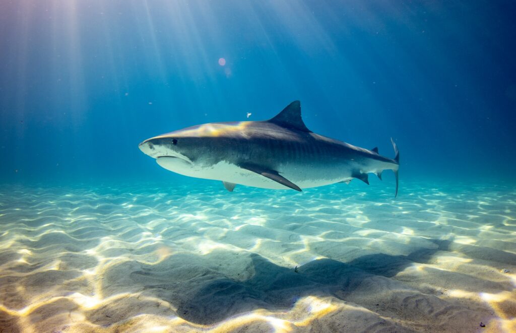 squali a rischio estinzione