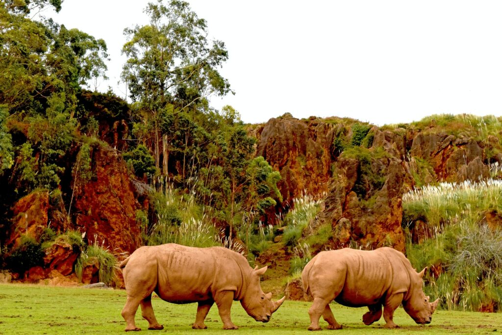 rinoceronte estinzione bracconieri