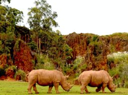 rinoceronte estinzione bracconieri